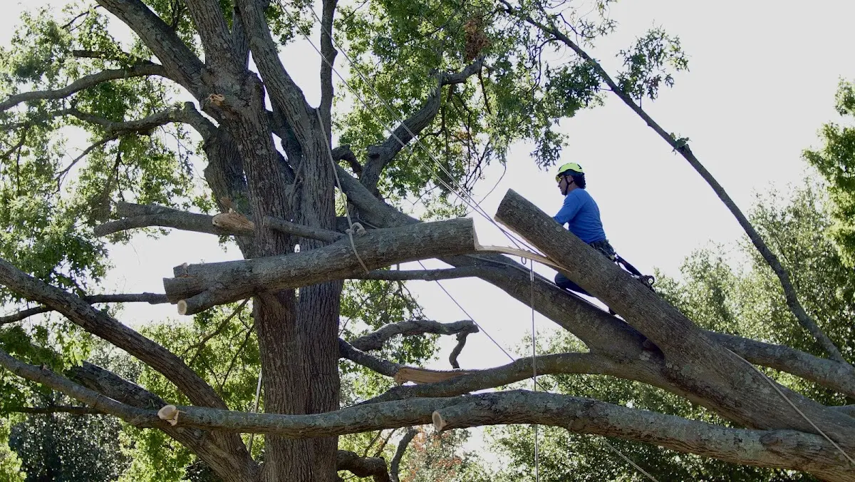 Professional Crown Thinning performed by certified arborists in Charlotte